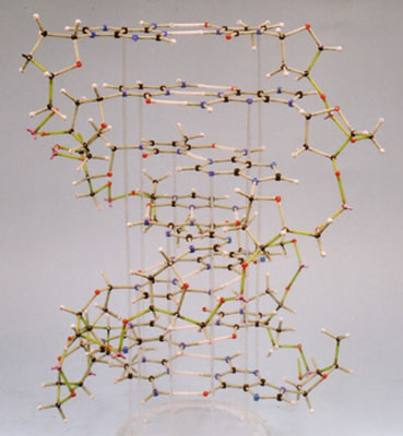 2360 modello molecolare-tratto di DNA